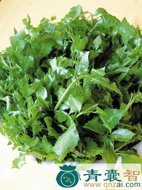 中药材野勒菜图片