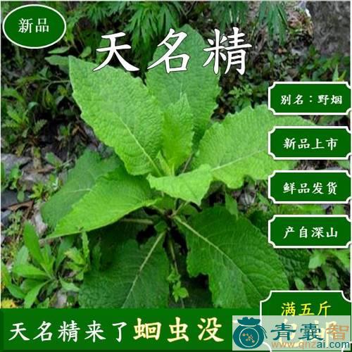 野叶子烟的性状性味归经以及功效用法和注意事项-青囊智