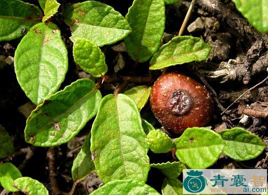 中药材野地瓜藤图片