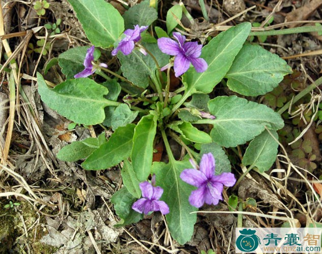 中药材野堇菜图片