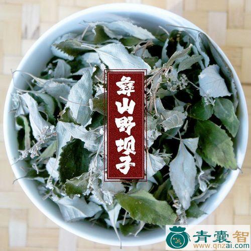 中药材野山茶图片