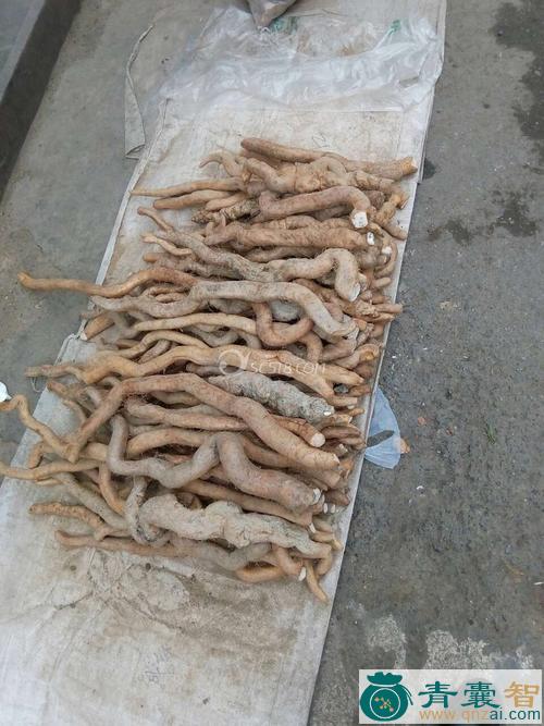 中药材野山药图片