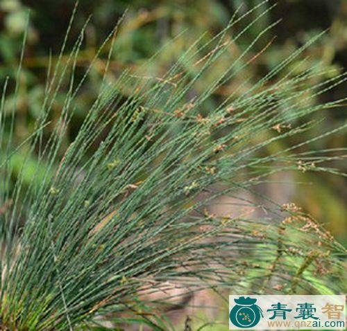 野席草的性状性味归经以及功效用法和注意事项-青囊智