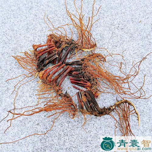 野席草根的以及功效用法-青囊智