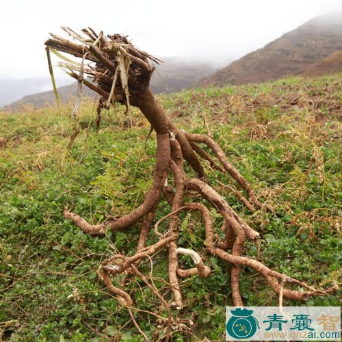 中药材野建芪图片