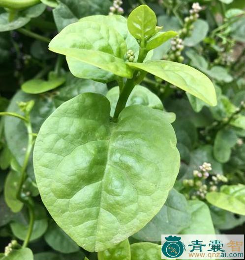 中药材野木耳菜图片