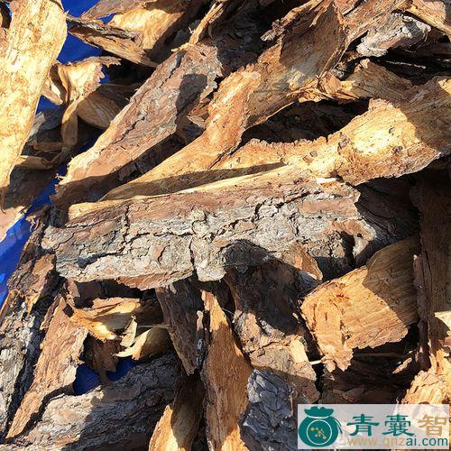 中药材野松皮图片