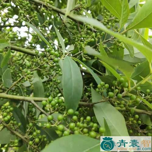 中药材野果木图片