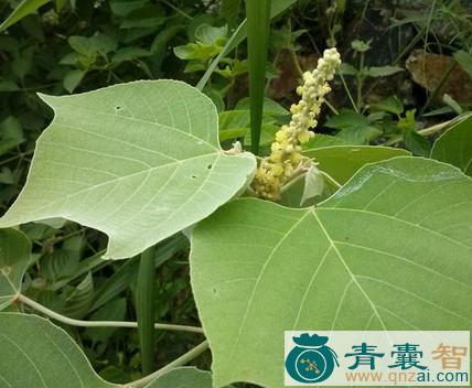 中药材野桐图片
