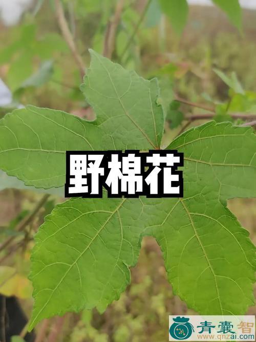 中药材野棉花秸图片