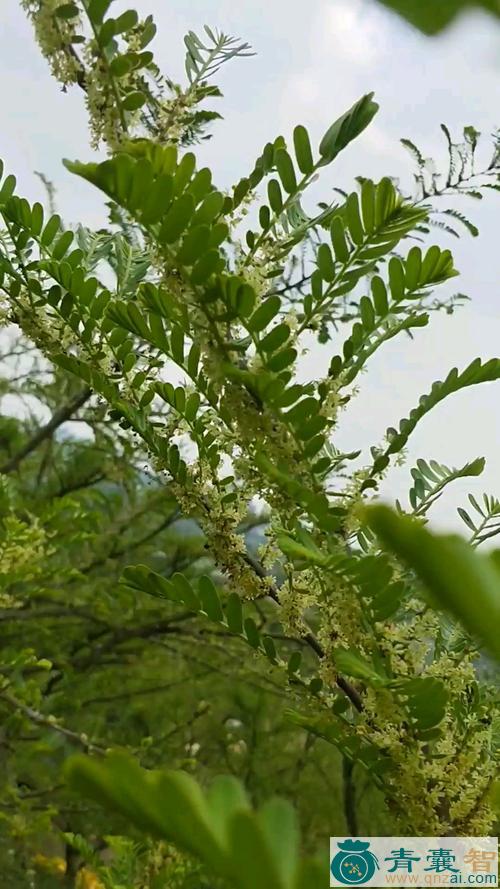 野油花的性状性味归经以及功效用法和注意事项-青囊智