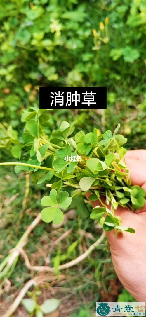 中药材野狐浆草图片