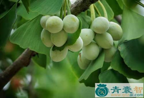 中药材野白果树图片
