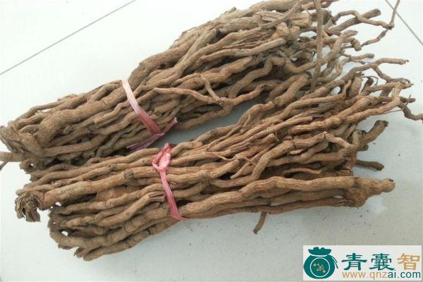 中药材野白菜根图片