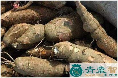 中药材野白薯图片
