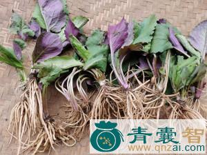 中药材野眼菜图片