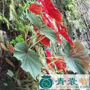 中药材野秋海棠图片
