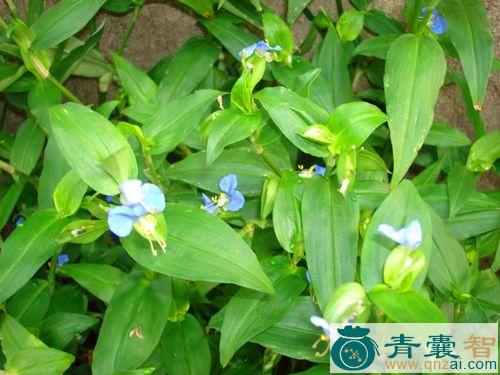 中药材野竹兰图片