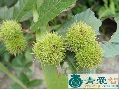 野粟的性状性味归经以及功效用法-青囊智