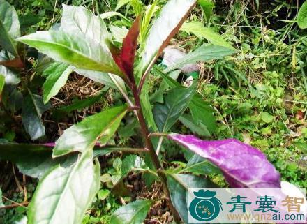 中药材野紫菜图片