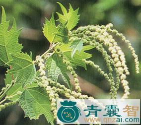 中药材野绿麻图片