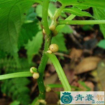 中药材野绿麻根图片