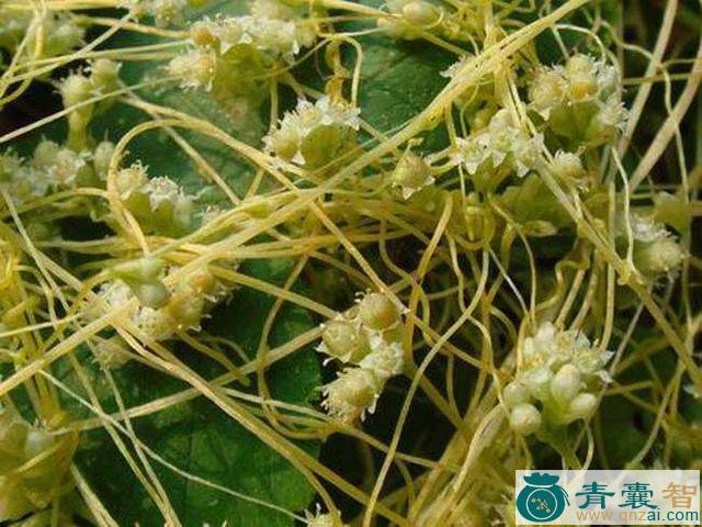 中药材野缣丝图片