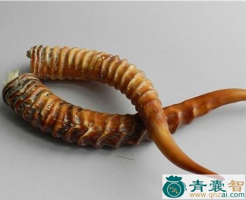 野羊角的性状性味归经以及功效用法-青囊智