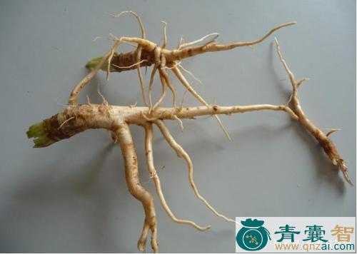 中药材野胡萝卜根图片