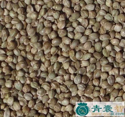 中药材野胡麻图片