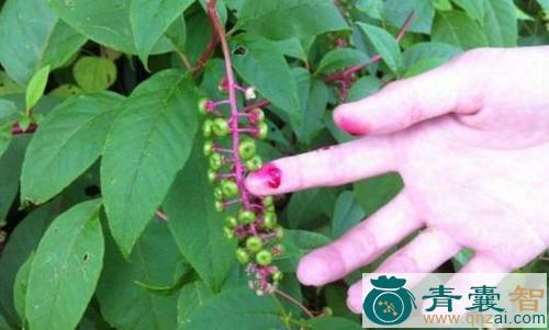 野胭脂的性味归经以及功效用法和注意事项-青囊智