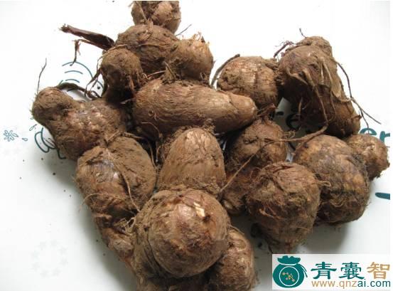 中药材野芋艿图片