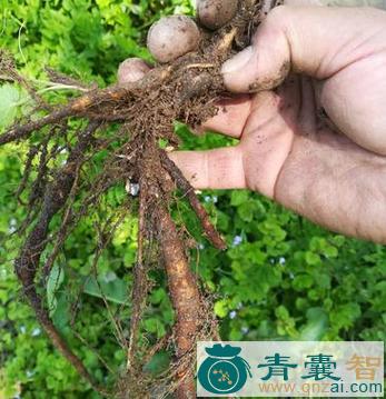 中药材野芝麻根图片