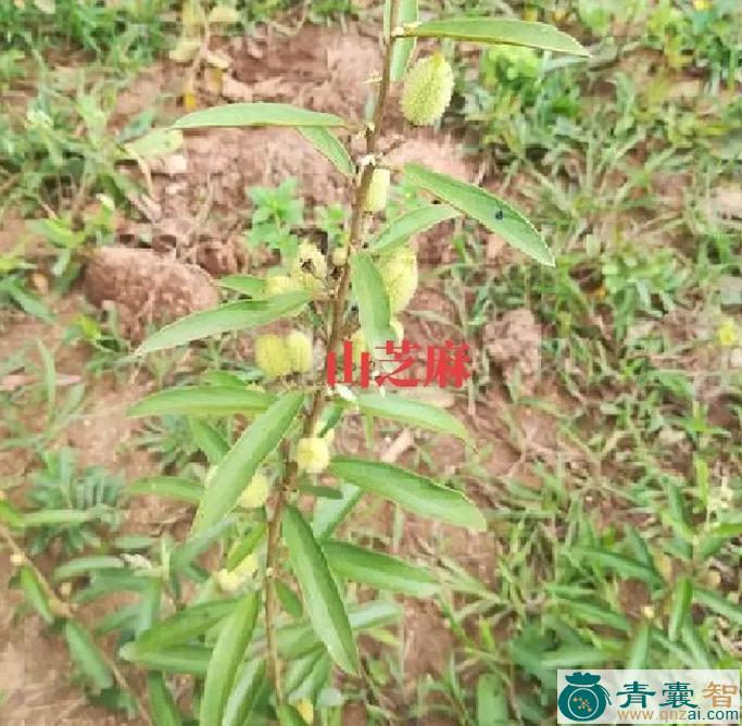 中药材野芝麻花图片