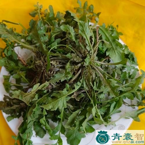中药材野芥兰图片