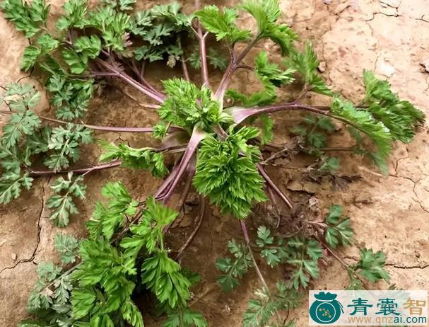 野芫荽的性味归经以及功效用法-青囊智