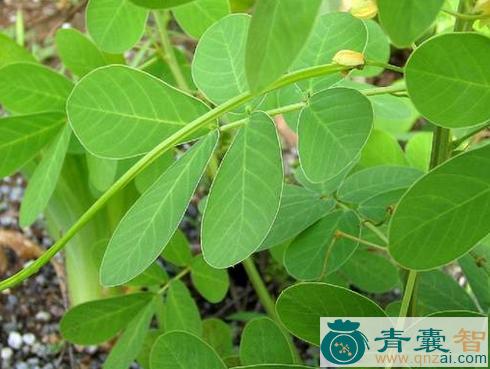 中药材野花生图片