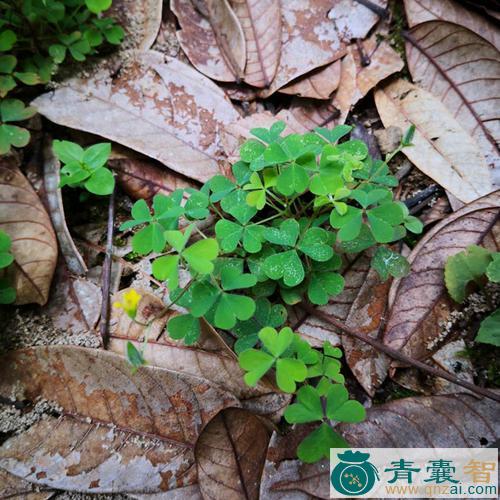 野花草的性状性味归经以及功效用法-青囊智