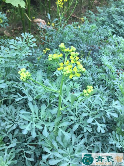 中药材野芸香草图片