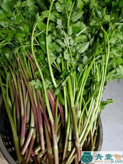 中药材野芹菜图片