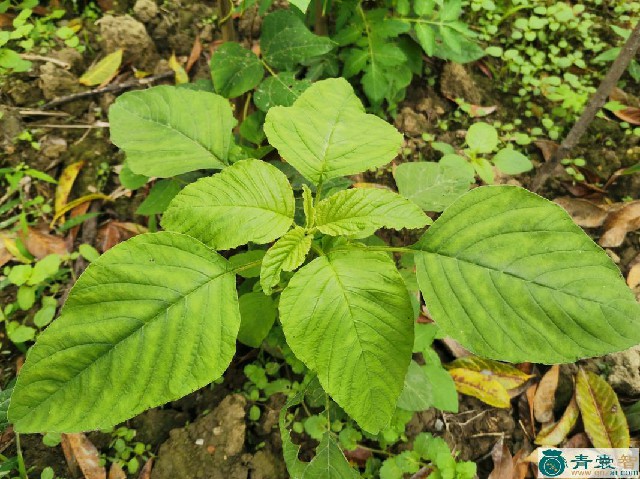 中药材野苋菜图片