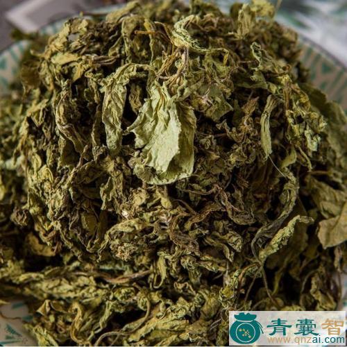 中药材野苏图片