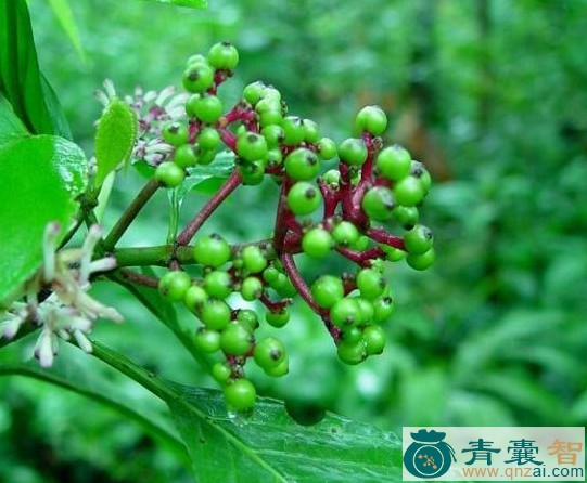 中药材野苦梨根图片
