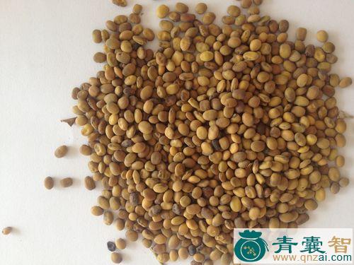 中药材野苦豆图片