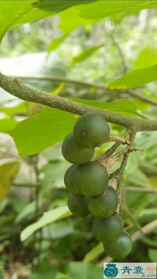 中药材野茄树图片