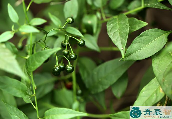 中药材野茄菜图片