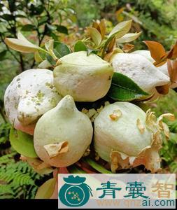 中药材野茶子图片
