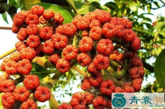 中药材野茶辣图片