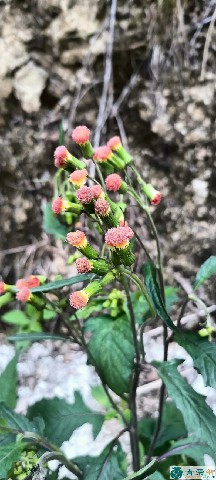 中药材野茼蒿图片