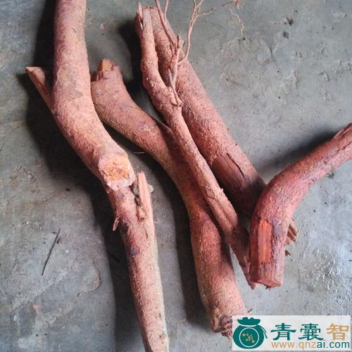 中药材野荔枝根图片